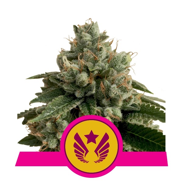 Flowering Legendary OG Punch Royal Queen Seeds cannabis seeds autoflowering and feminized to buy in Greece and Europe Wholesale and Retail.