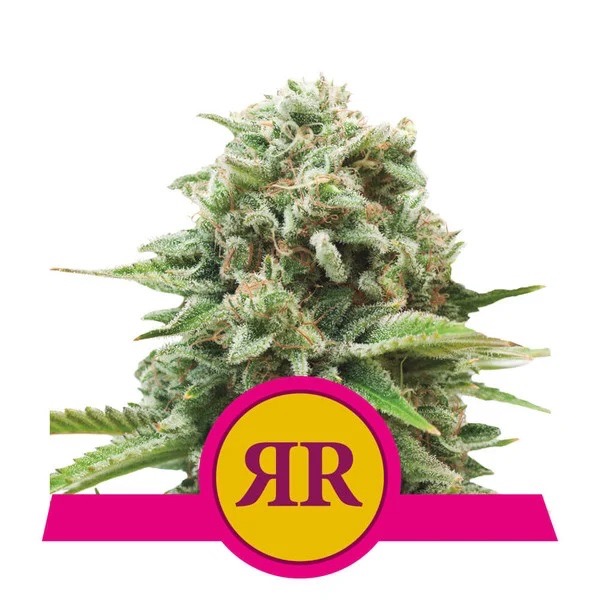 Flowering Royal Runtz Royal Queen Seeds cannabis seeds autoflowering and feminized to buy in Greece and Europe Wholesale and Retail.