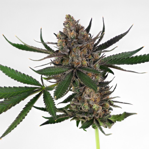 Plant Sweet ZZ Royal Queen Seeds cannabis seeds autoflowering and feminized to buy in Greece and Europe Wholesale and Retail.