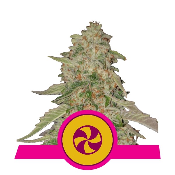 Flowering Sweet ZZ Royal Queen Seeds cannabis seeds autoflowering and feminized to buy in Greece and Europe Wholesale and Retail.