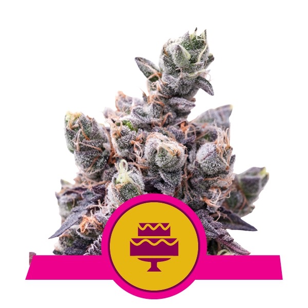 Flowering Wedding Gelato Royal Queen Seeds cannabis seeds autoflowering and feminized to buy in Greece and Europe Wholesale and Retail.