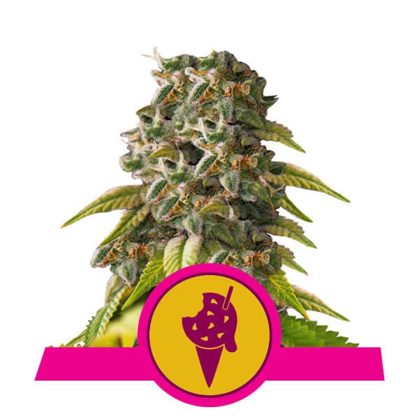 Flowering Cookies Gelato Royal Queen Seeds cannabis seeds autoflowering and feminized to buy in Greece and Europe Wholesale and Retail.