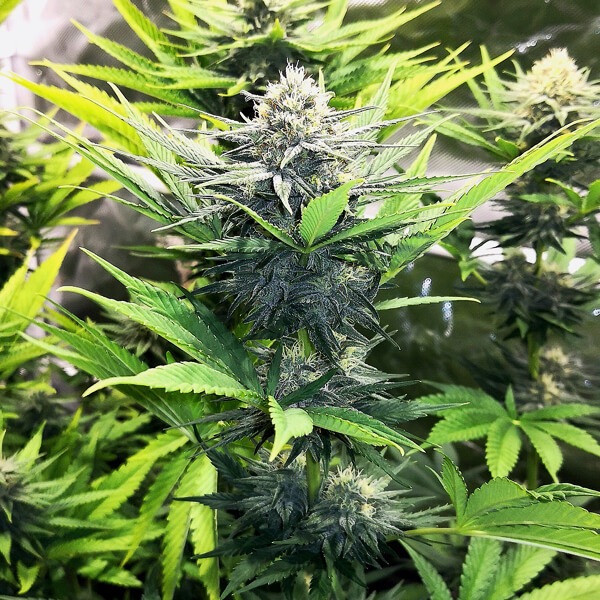 Plants North Thunderfuck Royal Queen Seeds cannabis seeds autoflowering and feminized to buy in Greece and Europe Wholesale and Retail.