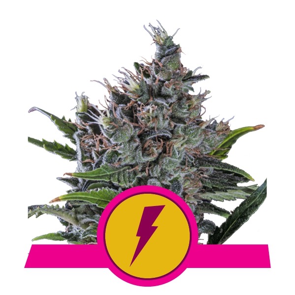 Flowering North Thunderfuck Royal Queen Seeds cannabis seeds autoflowering and feminized to buy in Greece and Europe Wholesale and Retail.