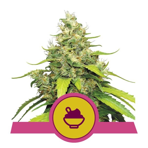Flowering Royal Blue Gelato Royal Queen Seeds cannabis seeds autoflowering and feminized to buy in Greece and Europe Wholesale and Retail.