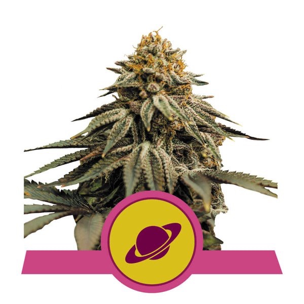Flowering Royal Skywalker Royal Queen Seeds cannabis seeds autoflowering and feminized to buy in Greece and Europe Wholesale and Retail.