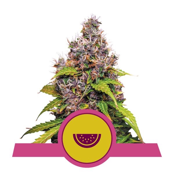 Flowering Watermelon Royal Queen Seeds cannabis seeds autoflowering and feminized to buy in Greece and Europe Wholesale and Retail.