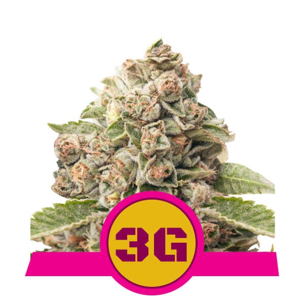 Flowering Triple G Royal Queen Seeds cannabis seeds autoflowering and feminized to buy in Greece and Europe Wholesale and Retail.