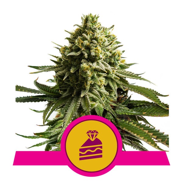 Flowering Wedding Cake Royal Queen Seeds cannabis seeds autoflowering and feminized to buy in Greece and Europe Wholesale and Retail.