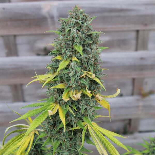 Plant Hulkberry Royal Queen Seeds cannabis seeds autoflowering and feminized to buy in Greece and Europe Wholesale and Retail.