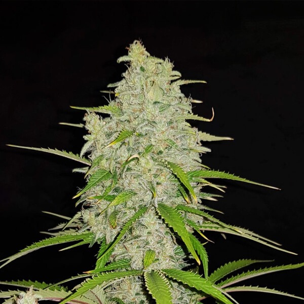 Plants Hulkberry Royal Queen Seeds cannabis seeds autoflowering and feminized to buy in Greece and Europe Wholesale and Retail.