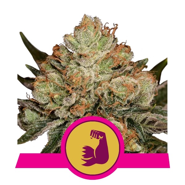 Flowering Hulkberry Royal Queen Seeds cannabis seeds autoflowering and feminized to buy in Greece and Europe Wholesale and Retail.