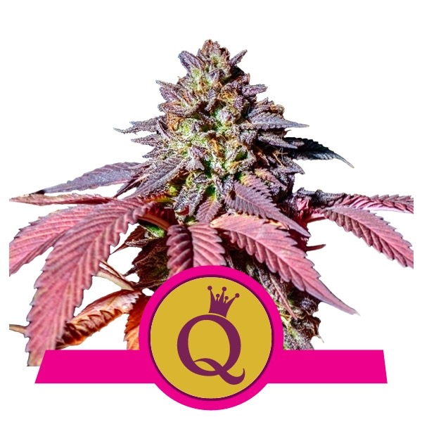 Flowering Purple Queen Royal Queen Seeds cannabis seeds autoflowering and feminized to buy in Greece and Europe Wholesale and Retail.