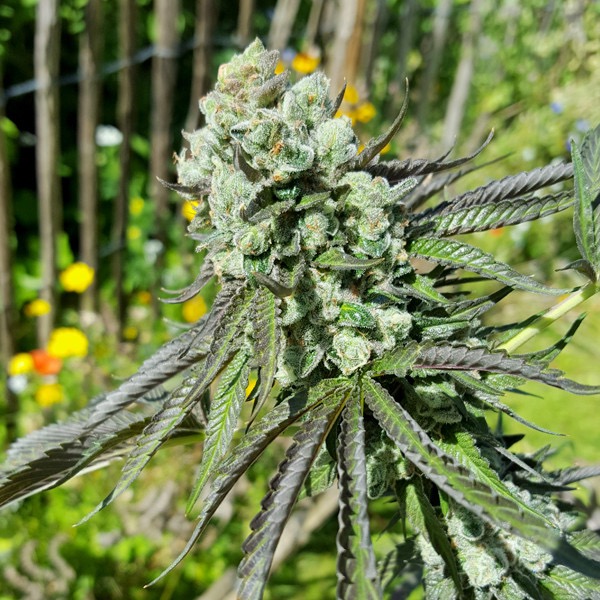 Plants Cookies Royal Queen Seeds cannabis seeds autoflowering and feminized to buy in Greece and Europe Wholesale and Retail.