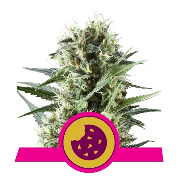 Flowering Royal Cookies Royal Queen Seeds cannabis seeds autoflowering and feminized to buy in Greece and Europe Wholesale and Retail.