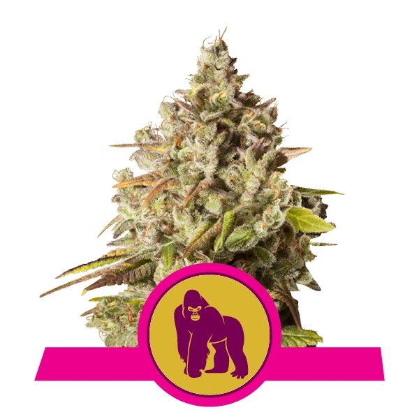 Flowering Royal Gorilla Royal Queen Seeds cannabis seeds autoflowering and feminized to buy in Greece and Europe Wholesale and Retail.