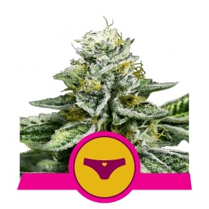 Flowering Sherbet Queen Royal Queen Seeds cannabis seeds autoflowering and feminized to buy in Greece and Europe Wholesale and Retail.