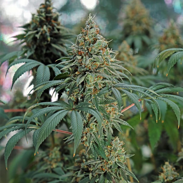 Plants Fat Banana Royal Queen Seeds cannabis seeds autoflowering and feminized to buy in Greece and Europe Wholesale and Retail.