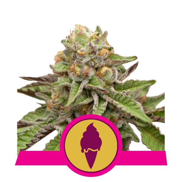 Flowering Green Gelato Royal Queen Seeds cannabis seeds autoflowering and feminized to buy in Greece and Europe Wholesale and Retail.