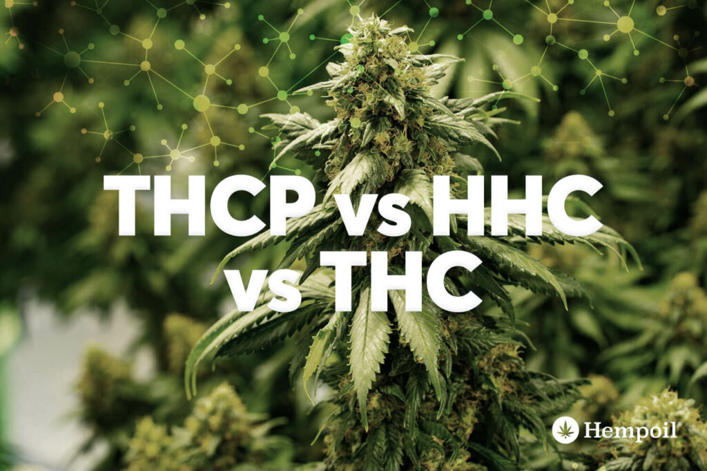 What is THC-P - Benefits of THCP - Great CBD Shop