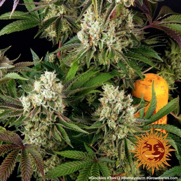 Plants Glookies Barney's Farm cannabis seeds autoflowering and feminized to buy in Greece and Europe Wholesale and Retail.