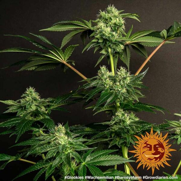 Plant Glookies Barney's Farm cannabis seeds autoflowering and feminized to buy in Greece and Europe Wholesale and Retail.