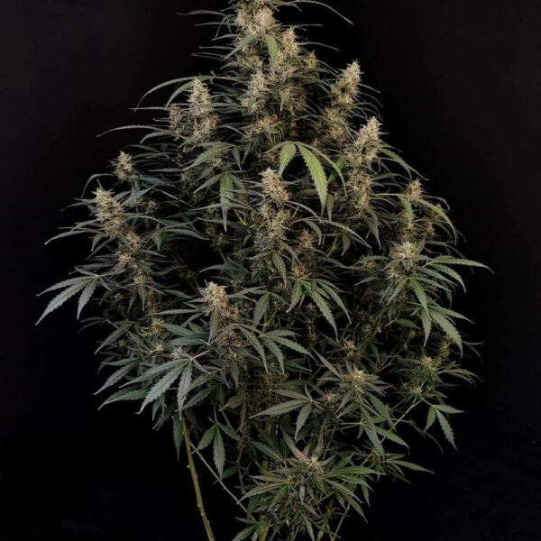 Flowering Amnesia Haze Auto FastBuds cannabis seeds autoflowering and feminized to buy in Greece and Europe Wholesale and Retail.