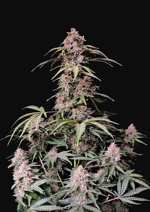Flowering Amnesia Zkittlez Auto FastBuds cannabis seeds autoflowering and feminized to buy in Greece and Europe Wholesale and Retail.