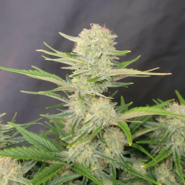 Plant Apricot Auto FastBuds cannabis seeds autoflowering and feminized to buy in Greece and Europe Wholesale and Retail.