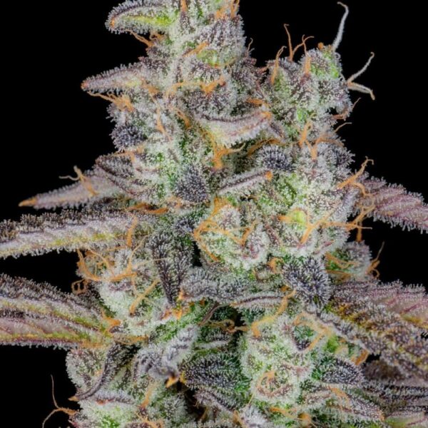 Plant Banana Purple Punch Auto Fast Buds cannabis seeds autoflowering and feminized to buy in Greece and Europe Wholesale and Retail.