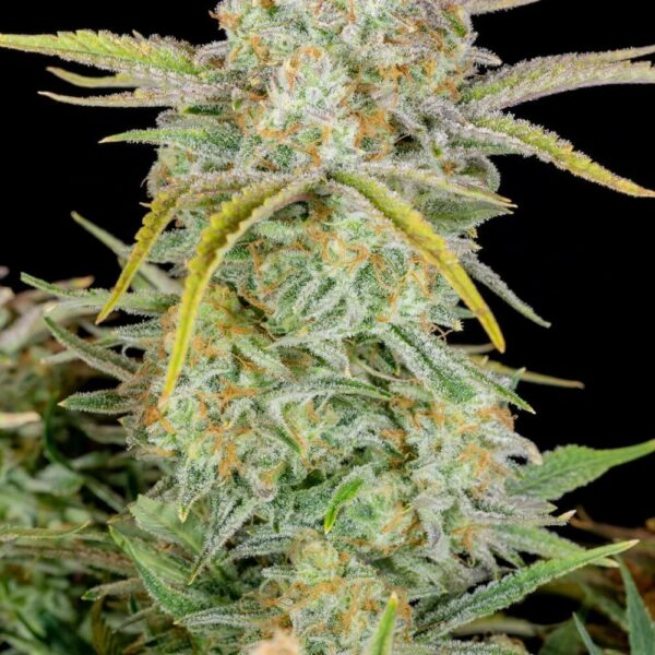 Flowering Bruce Banner Auto Fast Buds cannabis seeds autoflowering and feminized to buy in Greece and Europe Wholesale and Retail.