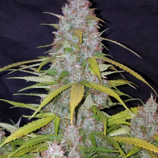 Fast Buds cannabis seeds autoflowering and feminized to buy in Greece and Europe Wholesale and Retail.