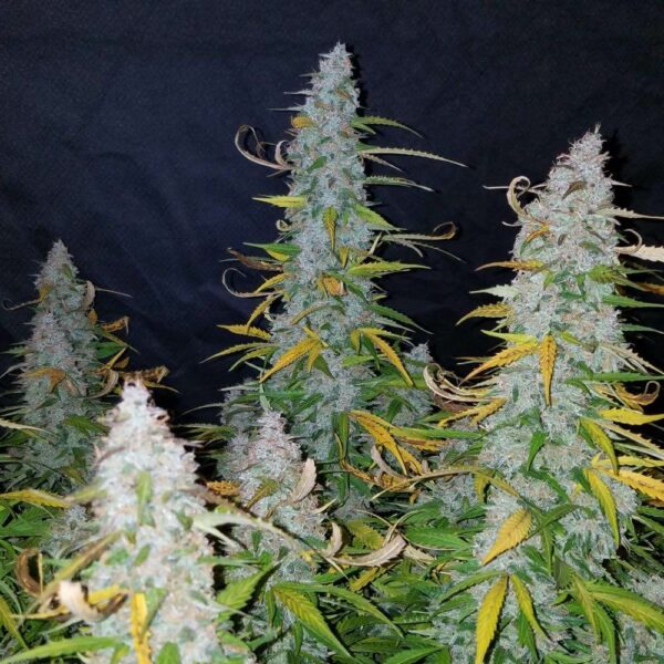 Plants Californian Snow Auto Fast Buds cannabis seeds autoflowering and feminized to buy in Greece and Europe Wholesale and Retail.