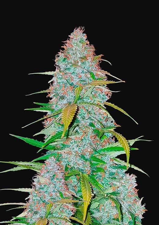 Plant Californian Snow Auto Fast Buds cannabis seeds autoflowering and feminized to buy in Greece and Europe Wholesale and Retail.