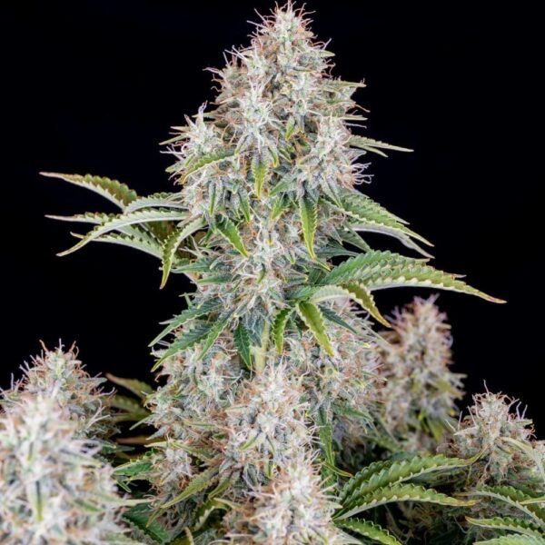 Plant Cinderella Auto Fast Buds cannabis seeds autoflowering and feminized to buy in Greece and Europe Wholesale and Retail.