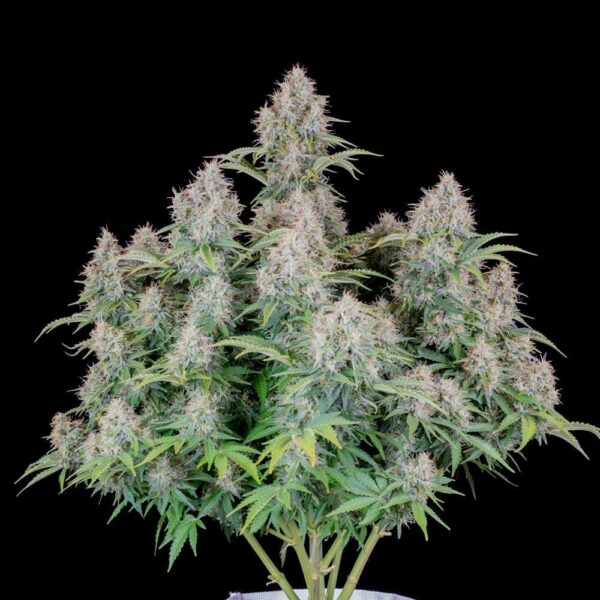 Plants Cinderella Auto Fast Buds cannabis seeds autoflowering and feminized to buy in Greece and Europe Wholesale and Retail.