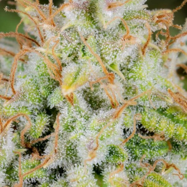 Flowering Cinderella Auto Fast Buds cannabis seeds autoflowering and feminized to buy in Greece and Europe Wholesale and Retail.