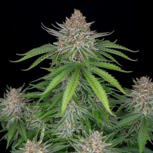FastBuds cannabis seeds autoflowering and feminized to buy in Greece and Europe Wholesale and Retail.