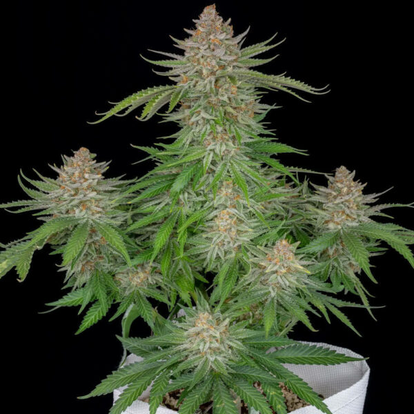 Plant Strawberry Pie Auto cannabis seeds autoflowering and feminized to buy in Greece and Europe Wholesale and Retail.