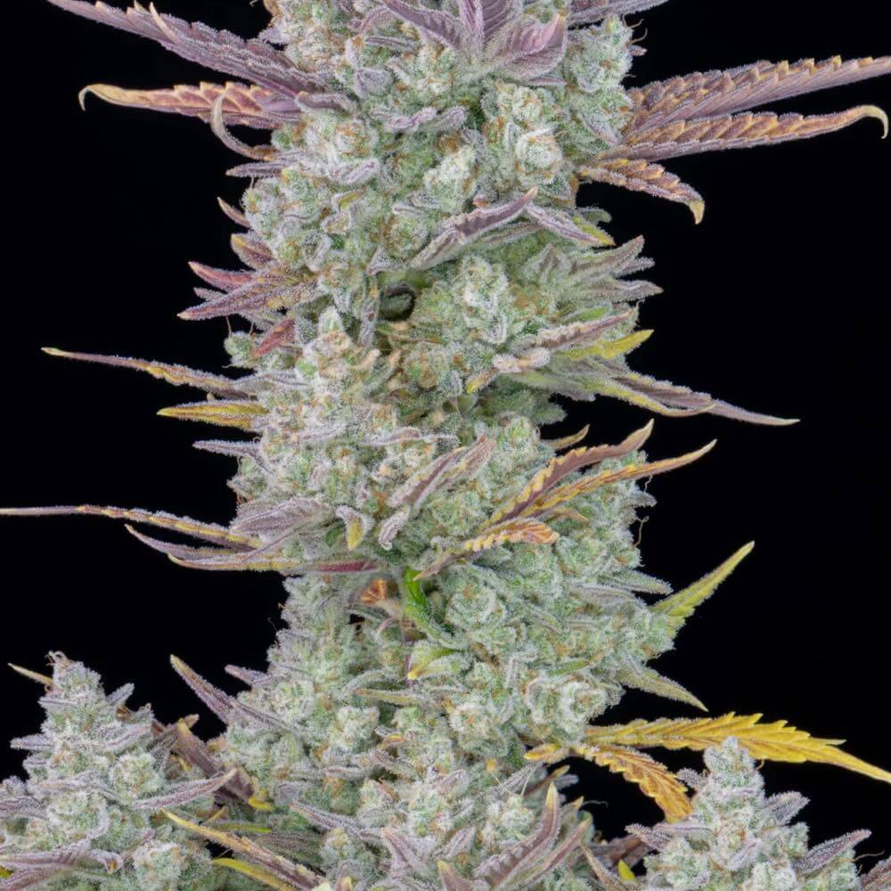 Flower Gorilla Cookies Auto Fast Buds cannabis seeds autoflowering and feminized to buy in Greece and Europe Wholesale and Retail.