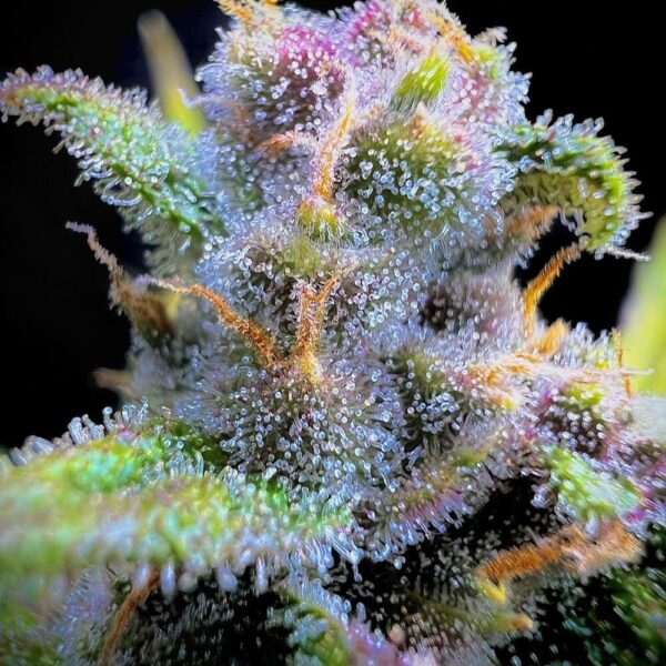 Flowering Gorilla Punch Auto Fast Buds cannabis seeds autoflowering and feminized to buy in Greece and Europe Wholesale and Retail.