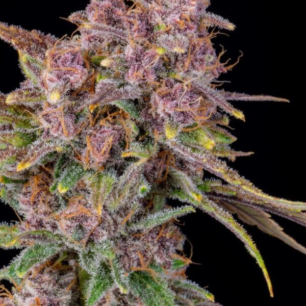 Plant Gorilla Punch Auto Fast Buds cannabis seeds autoflowering and feminized to buy in Greece and Europe Wholesale and Retail.