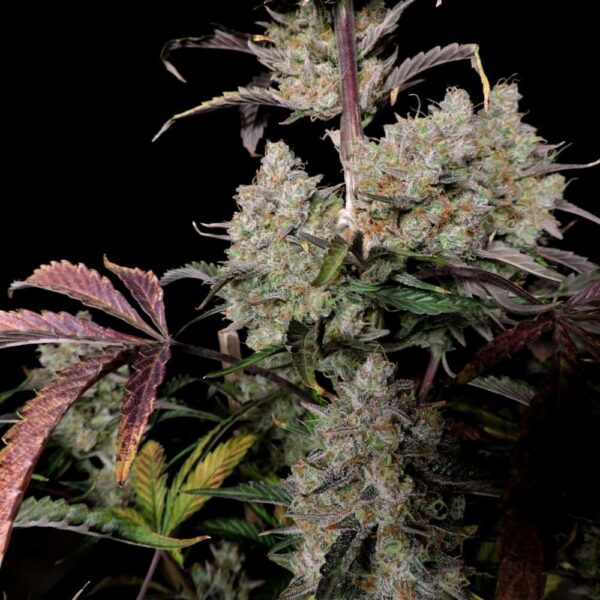 Plant Gorilla Zkittlez Fast Buds cannabis seeds autoflowering and feminized to buy in Greece and Europe Wholesale and Retail.