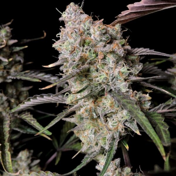 Flowering Gorilla Zkittlez Fast Buds cannabis seeds autoflowering and feminized to buy in Greece and Europe Wholesale and Retail.