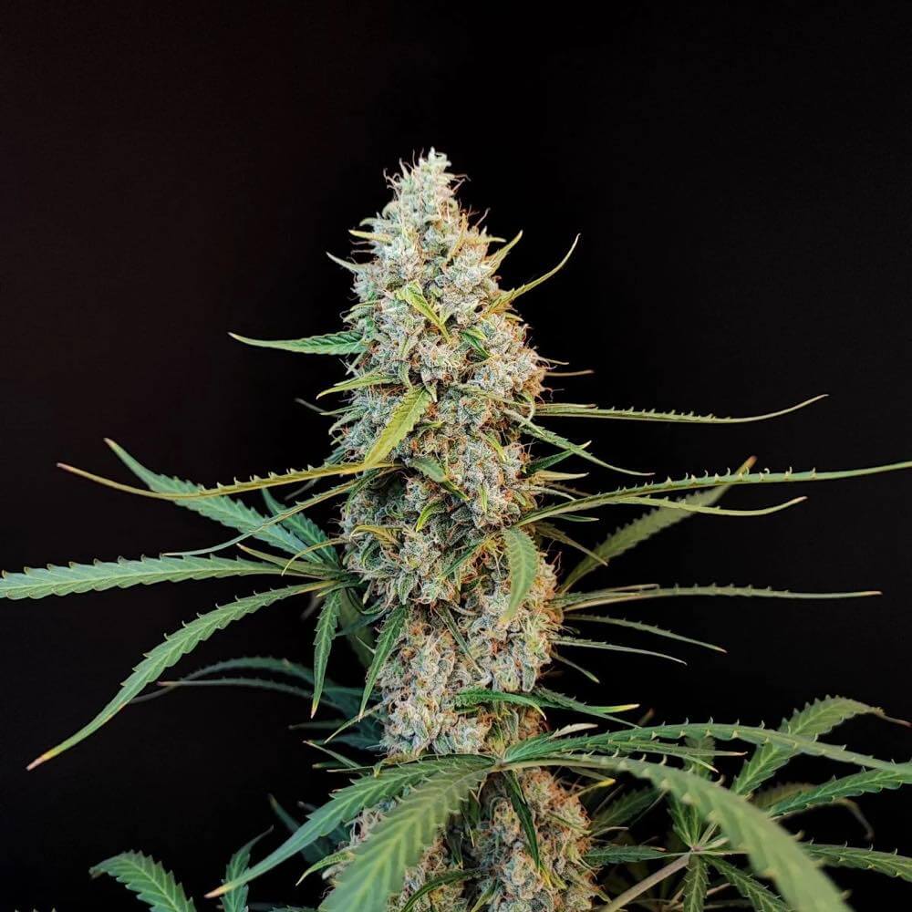 Flowering Jack Herer Auto Fast Buds cannabis seeds autoflowering and feminized to buy in Greece and Europe Wholesale and Retail.