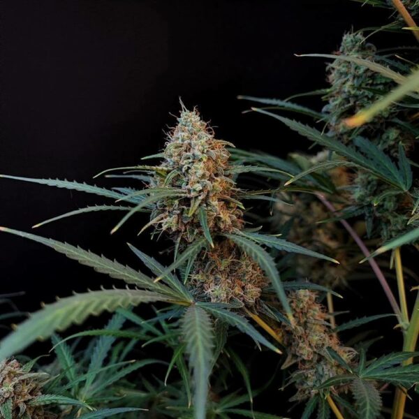 Plants Jack Herer Auto Fast Buds cannabis seeds autoflowering and feminized to buy in Greece and Europe Wholesale and Retail.