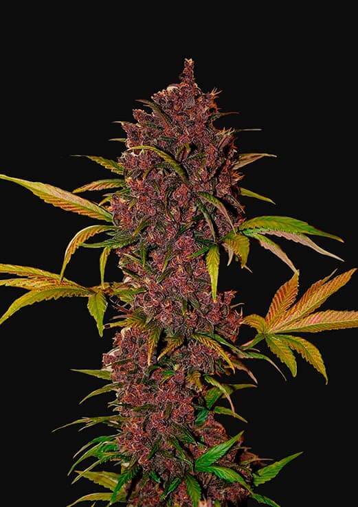 Plant LSD 25 Auto FastBuds cannabis seeds autoflowering and feminized to buy in Greece and Europe Wholesale and Retail.