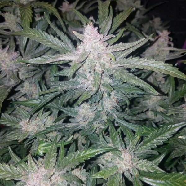 FastBuds cannabis seeds autoflowering and feminized to buy in Greece and Europe Wholesale and Retail.