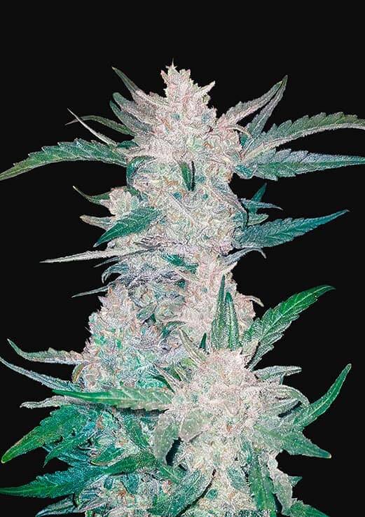 Plant Mexican Airlines Auto Fast Buds cannabis seeds autoflowering and feminized to buy in Greece and Europe Wholesale and Retail.