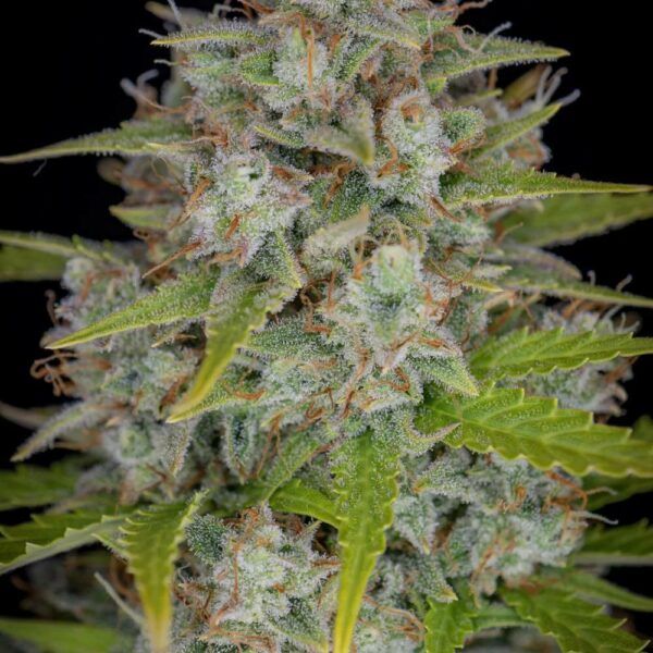 Plant Orange Sherbet Auto Fast Buds cannabis seeds autoflowering and feminized to buy in Greece and Europe Wholesale and Retail.